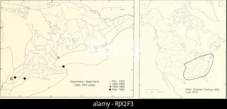 . Atlas der seltenen Pflanzen von Ontario. Seltene Pflanzen, Botanik. Atlas der seltenen Pflanzen von Ontario/Atlas des Plantes rares vasculaires de l'Ontario ORCHIDACEAE Spiranthes lacera Raf. var. (Bigel.) Luer Südlichen schlanke Damen - tresses Spiranthe. Lebensraum: Straßenränder und grünen Wiesen. STATUS: Selten m Kanada und Ohio ANMERKUNGEN: Leicht übersehen wegen seiner Ähnlichkeit mit dem Gemeinsamen und weit verbreiteten S. lacera var. lacera. Die Var. lacera jedoch Blumen Ende Juli bis Anfang August, während Var. Griech. blumen Ende August bis September. Lebensraum: Le Long des Routes et da Stockfoto