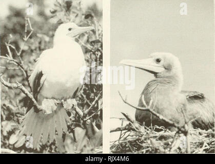 . Atoll Forschung Bulletin. Korallenriffe und Inseln; Meeresbiologie; Marine Sciences. Abbildung 26. Kurz- Albatross (links) und viel kleineren Laysan Albatros (rechts) auf der Sandinsel, Midway Atoll tailed. November 21, 1980. Abbildung 27. Nach White Morph Abbildung 28. Nach dunklen morph Rot Rot-footed Booby auf Wenig footed Booby auf Little Cayman Cayman Island. Januar 26, 1986. Insel. 23. Januar 1986. ,. Bitte beachten Sie, dass diese Bilder aus gescannten Seite Bilder, die digital für die Lesbarkeit verbessert haben mögen - Färbung und Aussehen dieser Abbildungen können nicht perfekt t ähneln extrahiert werden Stockfoto