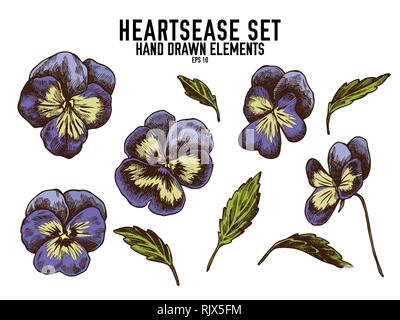 Vektor Sammlung von Hand gezeichnete Farbige heartsease Stock Vektor
