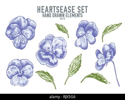 Vektor Sammlung von Hand Pastell heartsease gezeichnet Stock Vektor