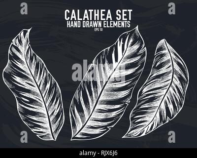 Vektor Sammlung von Hand gezeichnet Chalk calathea Stock Vektor