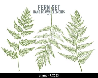 Vektor Sammlung von Hand pastell Farn gezeichnet Stock Vektor
