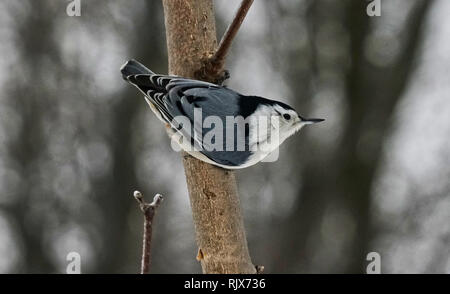 Montreal, Kanada, 7. Februar, 2019. White-breasted Kleiber im Winter. Credit: Mario Beauregard/Alamy leben Nachrichten Stockfoto