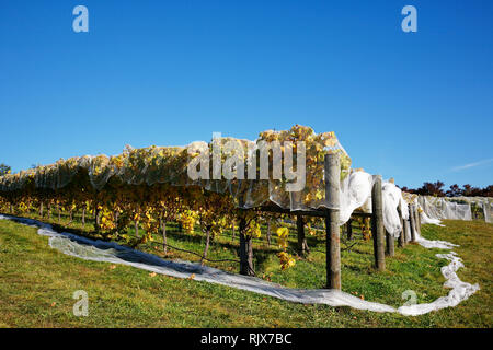 White bird Nachweis Verrechnung, die Reihen der Weinreben auf einem Hügel Traubenernte in Neuseeland zu schützen. Stockfoto