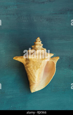 Queen conch Muschel Stockfoto