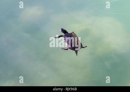Red eared Slider turtle Schwimmen auf der Oberfläche eines Teiches Stockfoto