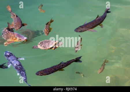 Eine rote eared Slider turtle und einige Forellen schwimmen in Unternehmen, die in einem Teich Stockfoto