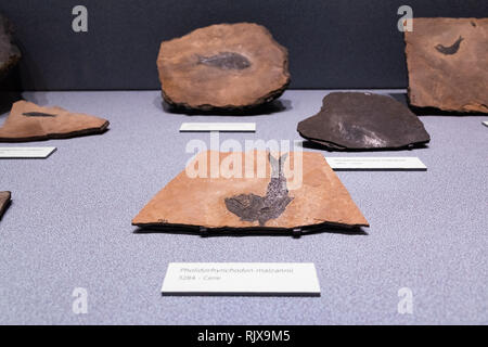 Prähistorische Fossile Fische in Stein Gestein eingeschlossen. Stockfoto