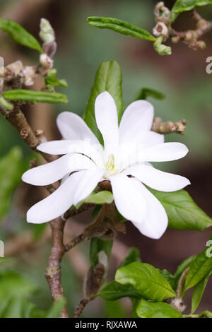 Magnolia stellata 'Waterlily' Blume. Stockfoto