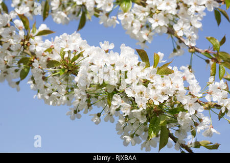 Sweet Cherry' Williams Sämling' Blüten im Frühling. Stockfoto