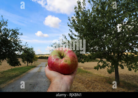 Reifer apfel in der Hand. Apfelgarten. Frischer roter apfel in bemannt Hand. Stockfoto