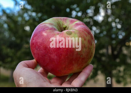 Reifer apfel in der Hand. Apfelgarten. Frischer roter apfel in bemannt Hand. Stockfoto