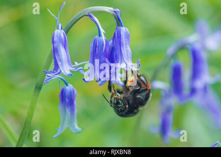 Biene auf einer Bluebell bei slapton Ley Stockfoto