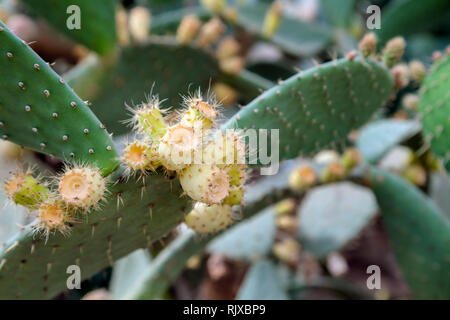 Blühende Kakteen Blumen. In der Nähe von weißen Kaktus stacheln Hintergrund im Botanischen Garten Stockfoto