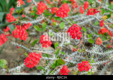 Schönes blühende rote Kakteen Blumen. In der Nähe von weißen Kaktus stacheln Hintergrund im Botanischen Garten Stockfoto