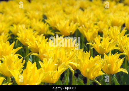 Schöne gelbe Blume Plantage. Kommerziellen Anbau im Botanischen Garten Stockfoto