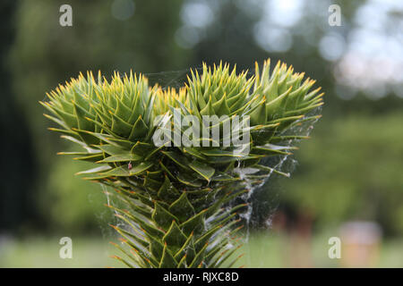 Araucaria araucaria/Monkey Puzzle Tree Araucaria araucaria Stockfoto