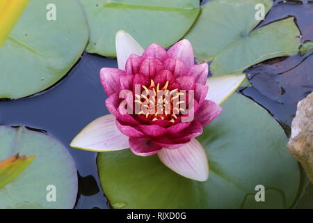 Schöne Seerose Blüte im Garten Teich Stockfoto