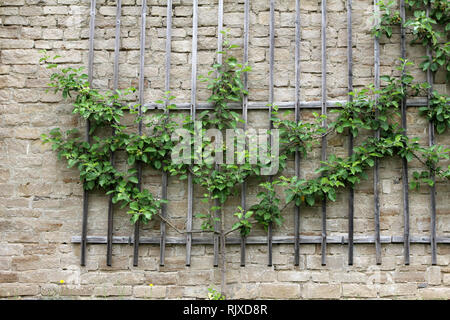 Apple an der Wand Stockfoto