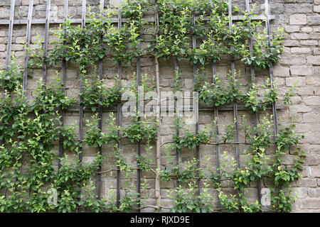 Apple an der Wand Stockfoto