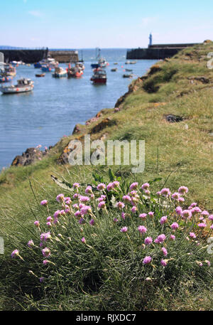 Meer Thrifts AKA Meer Pink, Clifftop Blumen an der Hafenpromenade Mevagissey Cornwall, ein Fischereihafen und Holiday Resort sowie für die Gemeinschaft Stockfoto