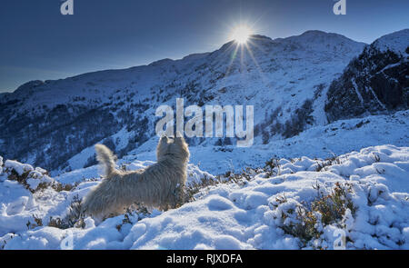 Cairn Terrier am Berg im Schnee auf den Blick auf die Sonne über einer Kante. Stockfoto