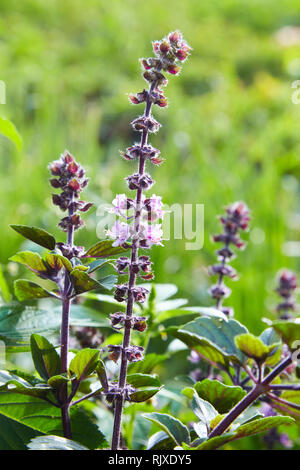 Violetten Blüten der Salvia Officinalis (woodland Salbei, Balkan Clary) an einem sonnigen Tag zu Beginn der Sommersaison. Stockfoto