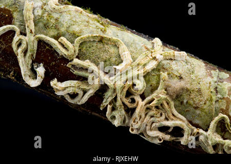 Kalkige Röhren von röhrenwürmer auf einem toten Razor clam Shell gefunden, an der Küstenlinie Gezeitenzone in Portland Harbour, Dorset England UK GB. Es Stockfoto