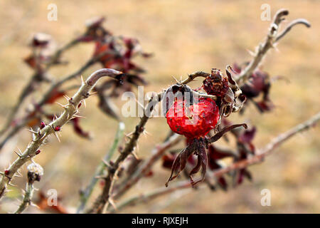 Rosehips/die getrockneten Rosettenhüften des letzten Jahres. Stachelige Äste einer wilden Rose. Stockfoto