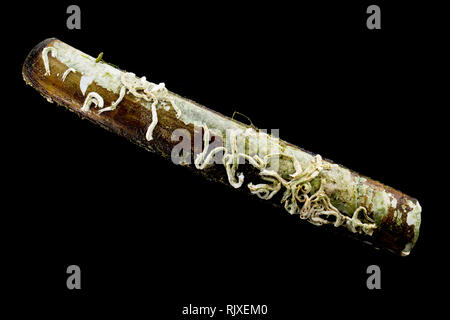 Kalkige Röhren von röhrenwürmer auf einem toten Razor clam Shell gefunden, an der Küstenlinie Gezeitenzone in Portland Harbour, Dorset England UK GB. Es Stockfoto