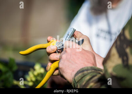 Hop Ernte in Larkins Brauerei, Chiddingstone, Kent Stockfoto