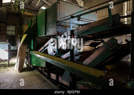 Hop Ernte in Larkins Brauerei, Chiddingstone, Kent Stockfoto