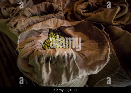 Hop Ernte in Larkins Brauerei, Chiddingstone, Kent Stockfoto