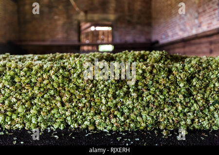 Drücken der Hopfen bei Larkins Brauerei, Chiddingstone, Kent Stockfoto