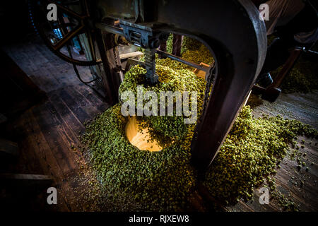 Drücken der Hopfen bei Larkins Brauerei, Chiddingstone, Kent Stockfoto