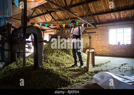 Drücken der Hopfen bei Larkins Brauerei, Chiddingstone, Kent Stockfoto