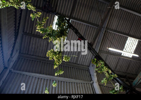 Hop Ernte in Larkins Brauerei, Chiddingstone, Kent Stockfoto