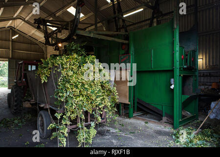 Hop Ernte in Larkins Brauerei, Chiddingstone, Kent Stockfoto