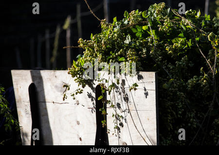 Hop Ernte in Larkins Brauerei, Chiddingstone, Kent Stockfoto