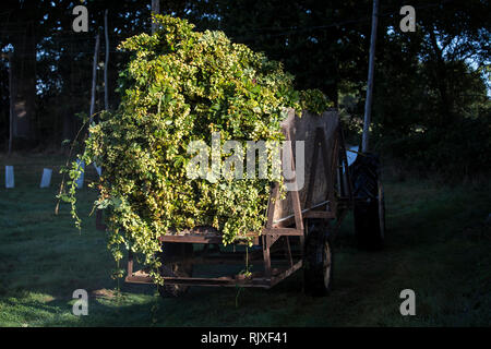 Hop Ernte in Larkins Brauerei, Chiddingstone, Kent Stockfoto