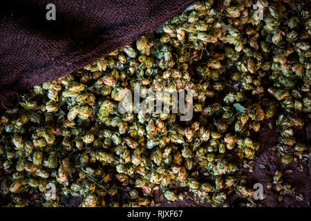 Hop Ernte in Larkins Brauerei, Chiddingstone, Kent Stockfoto