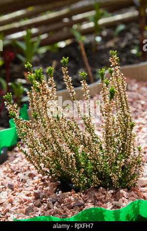 Heather Blumen blühen. Calluna vulgaris Blumen. Floral background. Im Garten arbeiten. Calluna vulgaris (gemeinsame Heather, Ling bekannt, oder einfach Heather). Stockfoto