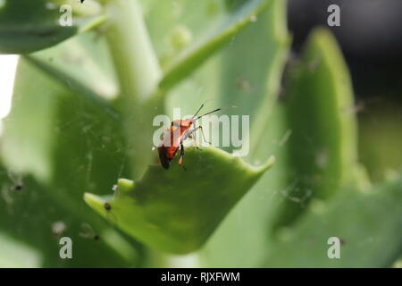 Makro / Insekten / der Käfer kriecht auf der Pflanze Stockfoto