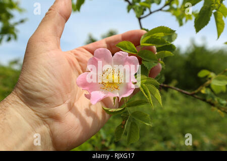Dogrose / Schöne Blumen einer dogrose Blüte in einem Garten im Frühling Stockfoto