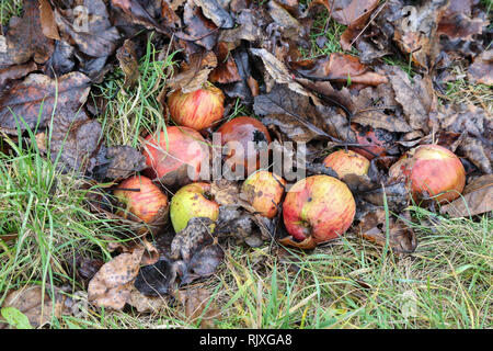 Äpfel, die von einem Baum auf den Boden fiel Stockfoto