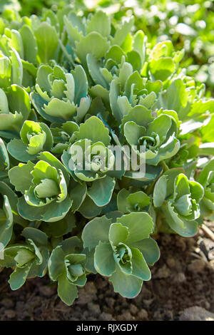 Dekorative Gartenpflanze. Sedum (Sedum spectabile) an springsunny Tag. Blume Karte Hintergrund mit Sedum und Sonnenstrahlen oder geblümten Tapeten Stockfoto