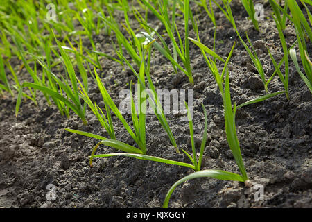 Feld mit grünen Knoblauch, junger Knoblauch, Sprossen von Knoblauch auf dunkle Erde, Landwirtschaft. Junger Knoblauch Pflanzen wächst in einem Feld. Stockfoto