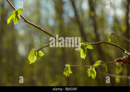 Ein Zweig der Erle Blätter und grüne Kegel. Niederlassung von Alnus glutinosa, die Common Alder, Black Alder im Frühjahr. Der frühe Frühling Stockfoto