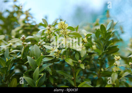 Daphne laureola Strauch, die gemeinhin als wolfsmilch - laurel (oder Daphne - laurel Laurel-leaved Daphne, Oliven - Wolfsmilch, Holz Lorbeer, copse Laurel). Wolfsmilch Laurel Stockfoto