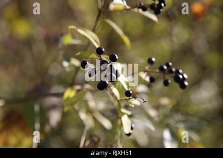 Schwarze Beeren auf Zweige von Sträuchern im Wald Stockfoto